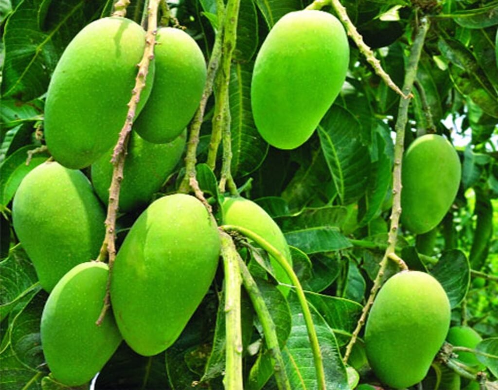 ‘ফজলি আম’ রাজশাহী-চাঁপাইনবাবগঞ্জের 