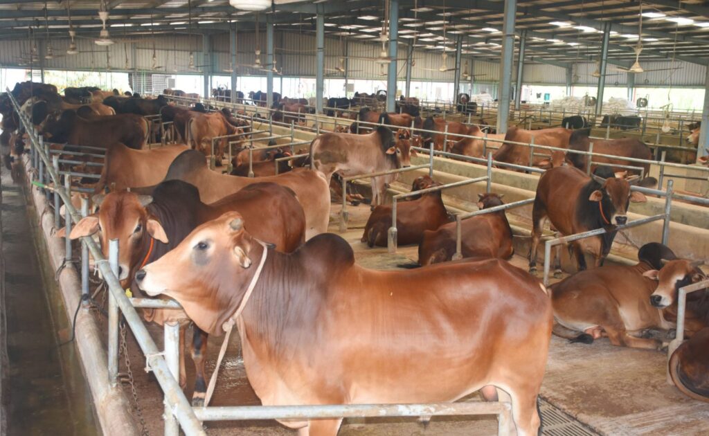 রাজশাহীতে কোরবানির গরু ওজনে বিক্রি