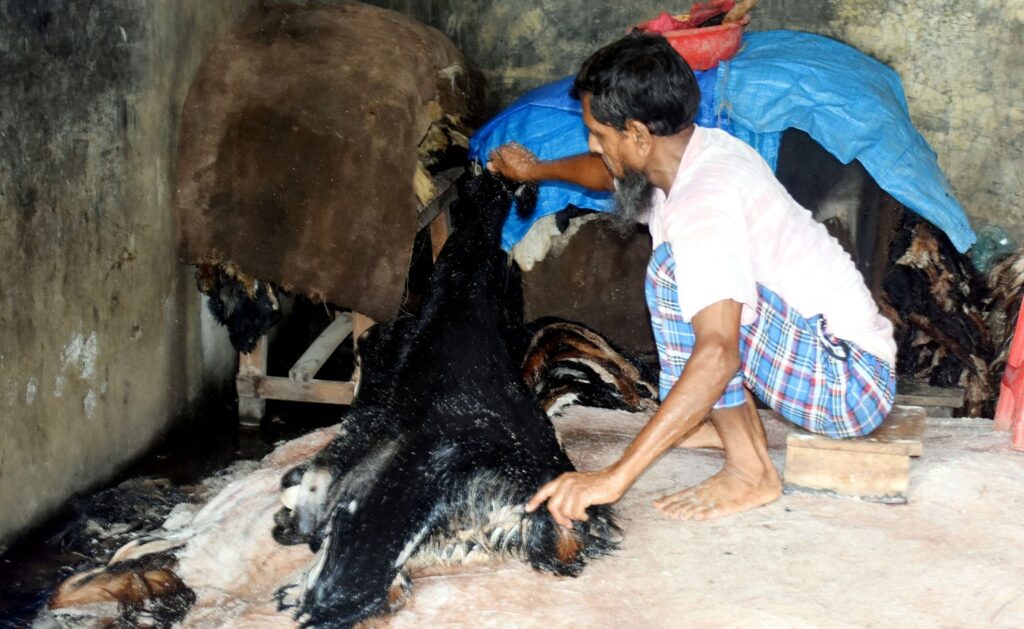 কোরবানি চামড়া কেনায় আগ্রহ কম রাজশাহীর ব্যবসায়ীদের