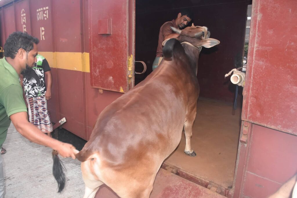 রাজশাহী থেকে ঢাকার পথে ক্যাটল স্পেশাল ট্রেন