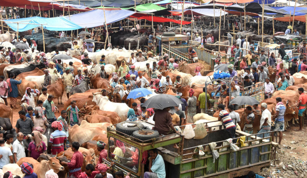 রাজশাহীতে মাঝারি গরু জমেছে কোরবানির পশুহাট
