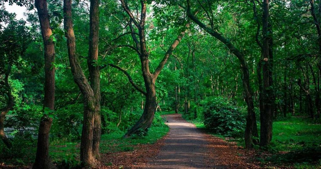 সংরক্ষিত ও প্রাকৃতিক বনাঞ্চলে গাছ কাটার ওপর নিষেধাজ্ঞা
