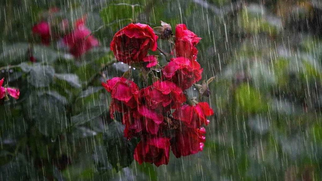 দেশের চারটি বিভাগে বজ্রসহ বৃষ্টিপাত হতে