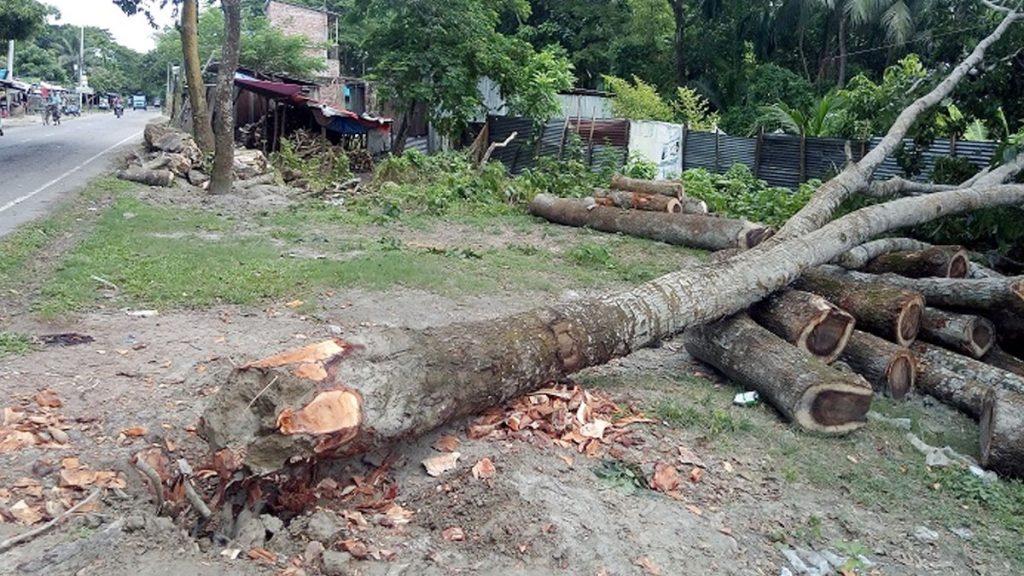 পরিবেশ রক্ষায় ঢাকাসহ সারা দেশে গাছ কাটা বন্ধে রিট